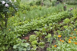 Farm garden with beetroot, bush beans