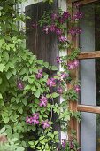 Clematis viticella (Wood Vine) next to window on house wall