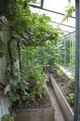 Leaning greenhouse with grapes (Vitis vinifera) and raised beds