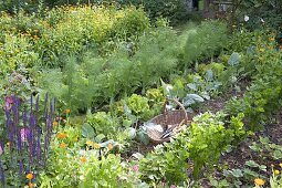 Bauerngarten mit Fenchel (Foeniculum), Salat (Lactuca), Kohlrabi