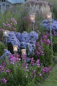 Autumnal asters grass bed