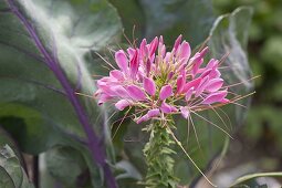 Cleome 'Pink Queen' (spider plant) in the vegetable patch