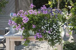 Kasten mit Pelargonium peltatum 'Blue Blizzard' (Hänge-Geranie), Bacopa