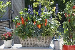 Basket box with herbs and peppers, chilli (Capsicum), sage