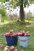 Emaillierte Eimer mit frisch geernteten Äpfeln 'Geflammter Kardinal' (Malus)