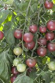 Old German tomato variety 'Schwarze Sara' (Lycopersicon)