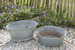 Planting through rusted zinc tubs