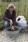 Planting rusted-through zinc trays