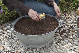 Planting rusted-through zinc trays