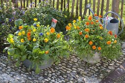 Planting rusted-through zinc tubs