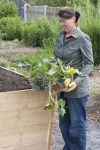 Building a raised bed from boards