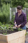 Build a raised flower bed of boards