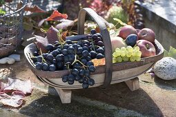Basket of freshly harvested grapes (Vitis vinifera), apples