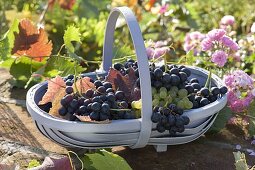 Freshly harvested grapes (Vitis vinifera) in basket