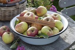 Schüssel mit frisch gepflückten Äpfeln 'Rheinischer Winterrambur' (Malus)