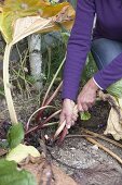 Dividing rhubarb