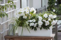 Weisser Kasten mit Begonia 'New Star White' (Knollenbegonien), Impatiens