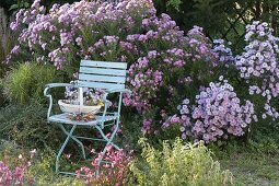 Seat by autumn bed with aster (autumn asters), cotoneaster
