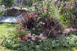 Late summer bed with Rosa 'The Fairy', 'Heidetraum' (ground cover roses)