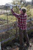 Hops on homemade privacy screen in organic garden