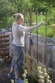 Hops on homemade screen wall in organic garden