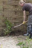 Hops on self-made screen wall in organic garden