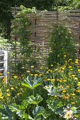 Hops on homemade privacy screens in organic garden