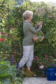 Hops on self-made screen wall in organic garden