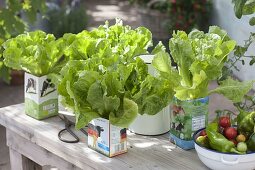 Pull salad into empty milk cartons