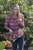 Young woman with basket of freshly picked apples (Malus) eating an apple