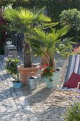 Palms on gravel terrace: Chamaerops humilis (dwarf palms)