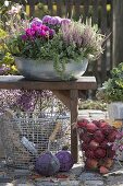 Metal bowl with Calluna Garden Girls (bud-flowering broom heather)