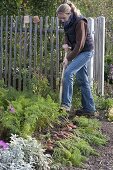 Frau erntet Möhren, Karotten (Daucus carota) im Biogarten mit Grabgabel