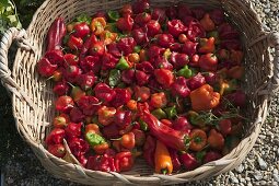 Basket with freshly harvested bell chillies, chillies and habanero chillies