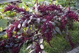 Amaranthus cruentus 'Velvet Curtains' (Garten-Fuchsschwanz)