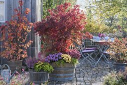 Autumnally planted wooden barrels