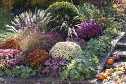 Herbstbeet mit Stauden und Gräser: Ajania Bellania 'Bengo' 'Bengo Weiß'