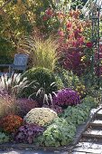 Autumn border with perennials and grasses: Ajania Bellania 'Bengo', 'Bengo White'.