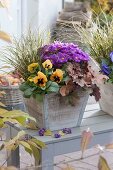 Wooden vessel with Heuchera 'Red Fury' (Violet bells), viola