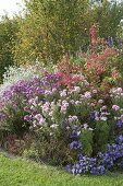 Autumn bed with asters and peonies