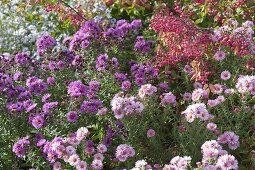 Autumn bed with asters and peonies