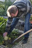 Harvesting celeriac in the organic garden