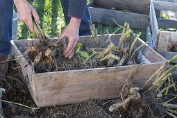 Dahlien im Herbst abschneiden, ausgraben und in Kiste mit Sand einwintern