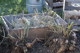 Cut dahlias in autumn, dig out and winter in box with sand