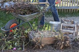 Dahlien im Herbst abschneiden, ausgraben und in Kiste mit Sand einwintern