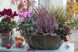 Wire basket lined with leaves of Bergenia: Calluna Garden Girls