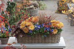 Basket with viola cornuta (horn violet), chrysanthemum