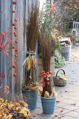 Bundle of willow (Salix) in turquoise pots, decorated with corn (Zea)