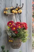 Basket with lemon thyme 'Golden King' (Thymus citriodorus), Chrysanthemum