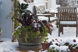 Holzfass mit Gemüse im Schnee: Grünkohl 'Nero di Toskana' (Brassica)